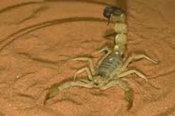 2.040 حالة تسمم عقربي لم تخلف أية وفاة خلال الثماني أشهر الأولى من 2014 في غرداية