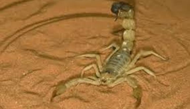 2.040 حالة تسمم عقربي لم تخلف أية وفاة خلال الثماني أشهر الأولى من 2014 في غرداية