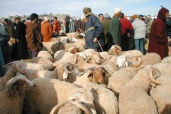 وزارة الفلاحة تمنع نقل المواشي بين الولايات دون شهادة طبية
