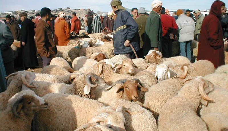 وزارة الفلاحة تمنع نقل المواشي بين الولايات دون شهادة طبية