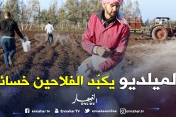 مرض «الميلديو» يتلف «الغلة» ويتسبب في خسائر بالملايير للفلاحين