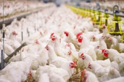 الدواجن.. إجراءات عاجلة لتجاوز الأزمة الحالية