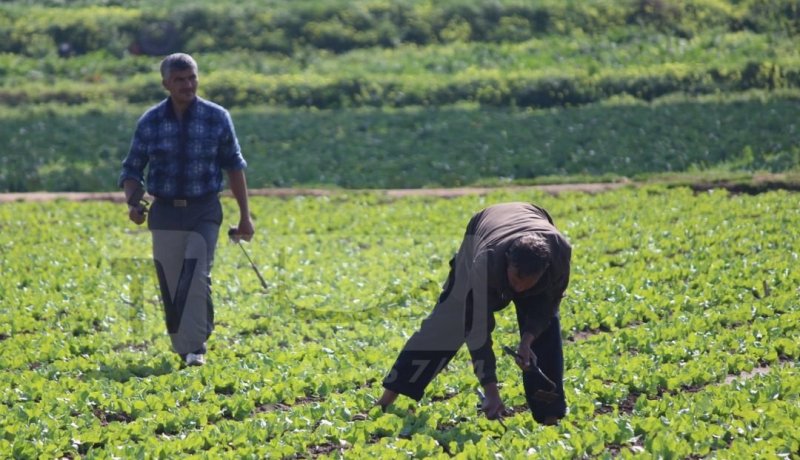 حمداني.. تسديد فوائد قروض المستثمرين من طرف وزارة الفلاحة يكون بشروط 
