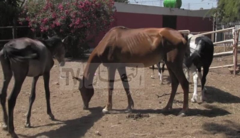 أكثر من 1600 خيل عرضة للموت وأصحابها يهددون بذبحها بساحة الديوان في معسكر