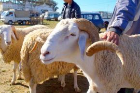 تعرف على سلالات “الكباش” في الجزائر