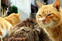 جزيرة يابانية أغلب سكانها من القطط