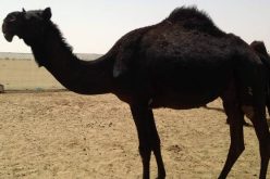 بالصور سعودي يكافئ ناقة سوداء بعد أن ولدت له حوارا
