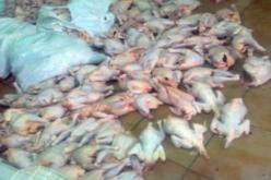 حجز 177 قنطارا من الدجاج غير الصالح للاستهلاك بالونزة في تبسة