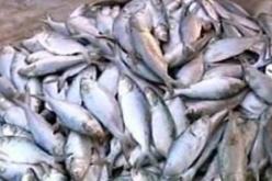 حجز 7.5 قنطار من الأسماك الغير صالحة للاستهلاك بسطيف