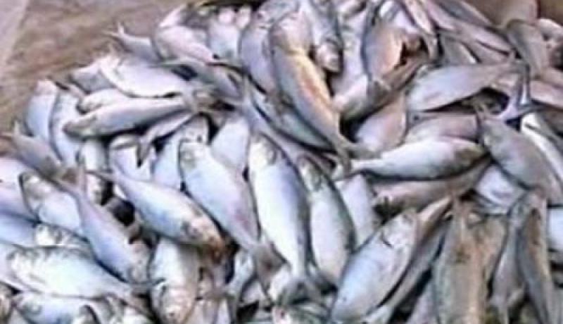 حجز 7.5 قنطار من الأسماك الغير صالحة للاستهلاك بسطيف