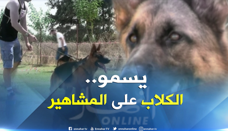 أسماء اللاعبين و النجوم الغربيين ..هذا ما يسمى به كلب الراعي الألماني في الجزائر