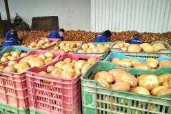 توزيع 250 طن من مخزون البطاطا للتحكم في الأسعار