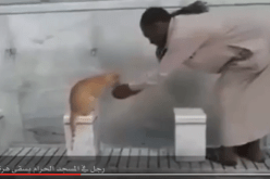 بالفيديو رجل يسقي قطة بيده في المسجد الحرام