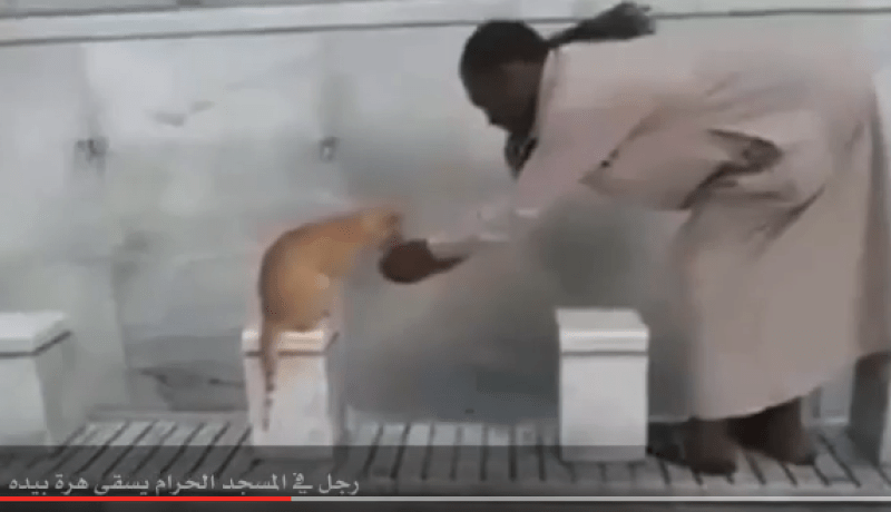 بالفيديو رجل يسقي قطة بيده في المسجد الحرام