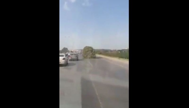 أدغال متحركة في الطرقات الجزائرية