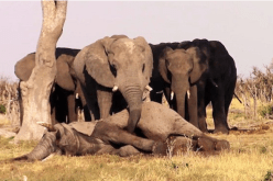 قطيع من الفيلة يقف حدادا على روح  بني جلدته بعد موته .. مافعلوه لا يصدّق