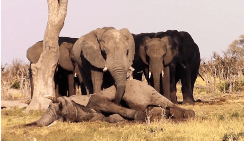 قطيع من الفيلة يقف حدادا على روح  بني جلدته بعد موته .. مافعلوه لا يصدّق