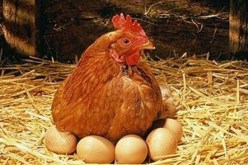 بالصور.. أصغر بيضة في العالم