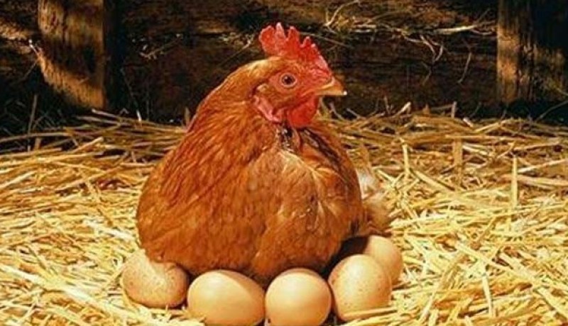 بالصور.. أصغر بيضة في العالم