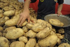 سعر البطاطا الحالي منظّم على مستوى أسواق الجملة بالعاصمة