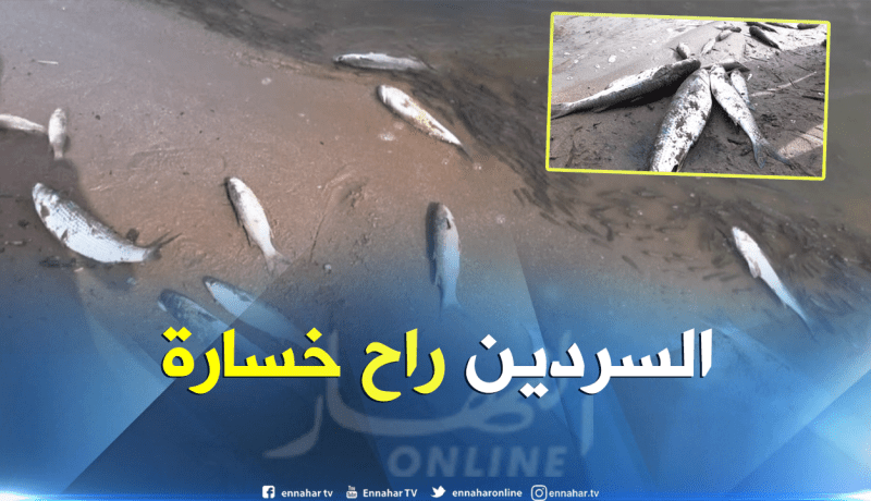 بالصور…نفوق الأسماك بشاطئ تارقة بعين تيموشنت
