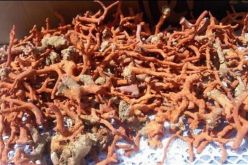 حجز ما يقارب 15 كلغ من المرجان الخام في تيزي وزو