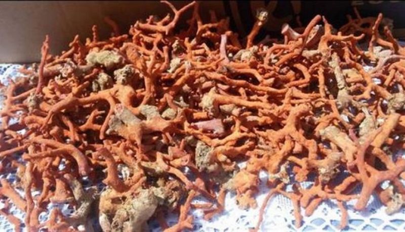 حجز ما يقارب 15 كلغ من المرجان الخام في تيزي وزو