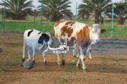 وزارة الفلاحة تستلم مليون جرعة لقاح مضاد للحمى القلاعية