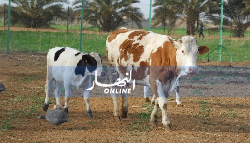 وزارة الفلاحة تستلم مليون جرعة لقاح مضاد للحمى القلاعية