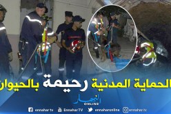 بالصور.. الحماية المدنية تنقذ كلبا من الموت بسيدي بلعباس