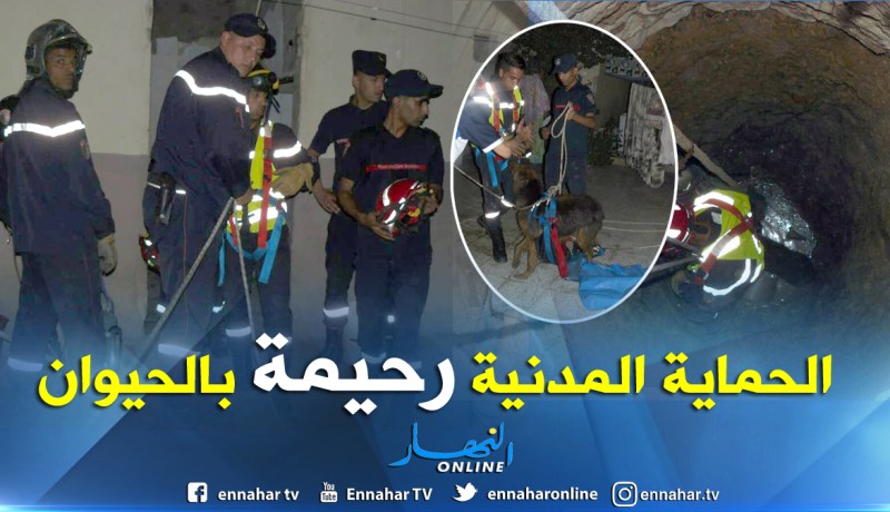 بالصور.. الحماية المدنية تنقذ كلبا من الموت بسيدي بلعباس