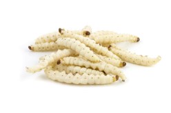 الدود يغزو بيتي… ظهور ما تكرهين من وليّ أمرك