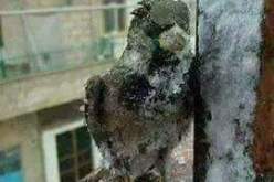 بالصور شاب يعثر على عصفور مجمّد وينقذه من الموت في تيزي وزو