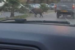 بالصور خنزير يتجول في شوارع العاشور بالعاصمة