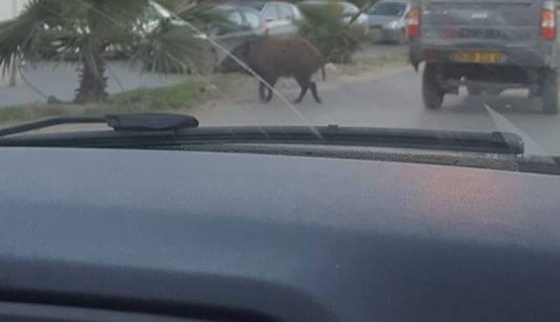 بالصور خنزير يتجول في شوارع العاشور بالعاصمة