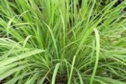 الحلفاء في الجزائر تنقص الوزن في وقت قياسي