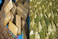 جمارك تلمسان تحجز 3 كغ من القنب الهندي الفاخر مهربة الى بجاية