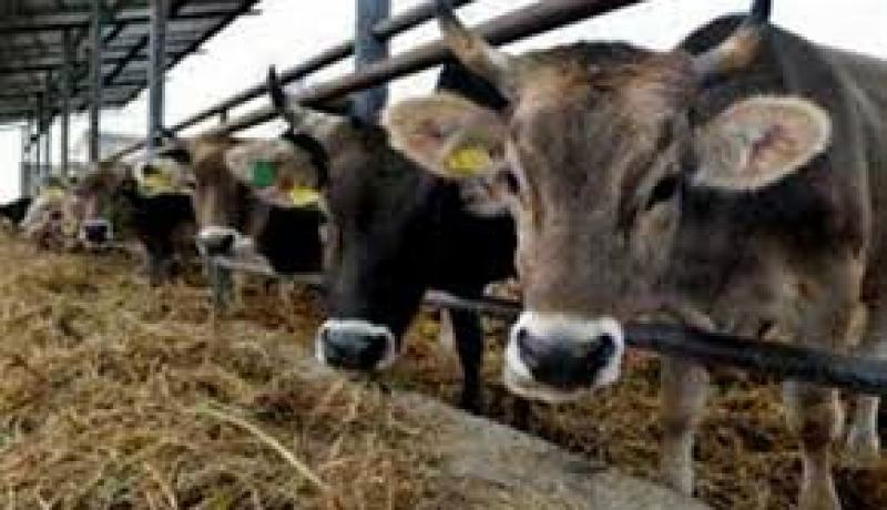 مسؤولون يدعو الى ضرورة تطبيق تعليمات مصالح البيطرية للوقاية من الحمى القلاعية