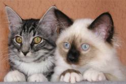 لا تـقلـقي‮ ‬بشأنــــــهم فلــــــهم رب‮ ‬يحـــــــميهم