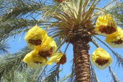 تمور الجزائر في خطر  والسبب السوسة الحمراء