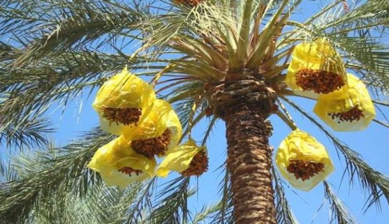 تمور الجزائر في خطر والسبب السوسة الحمراء