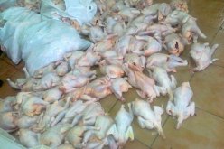 حجز  170 كلغ من اللحوم البيضاء غير صالحة للاستهلاك بمعسكر