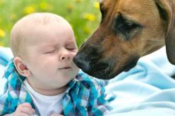 إنشاء لجنة وطنية للوقاية من الأمراض المتنقلة من الحيوانات للإنسان