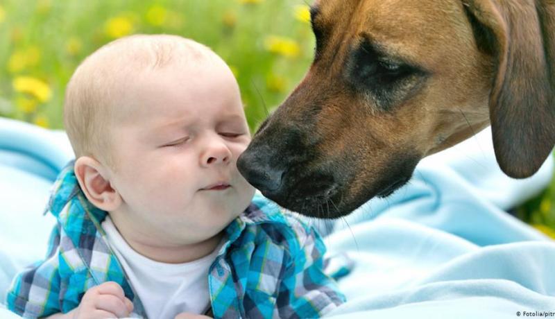 إنشاء لجنة وطنية للوقاية من الأمراض المتنقلة من الحيوانات للإنسان