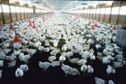 الحكومة تقرر شراء فائض إنتاج الدواجن بـ‮051 ‬دينار للكيلوغرام‬