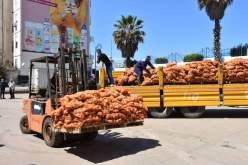 إخراج كميات معتبرة من البطاطا إلى السوق لضبط الأسعار
