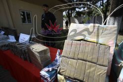 حجز أزيد من 6 قناطير من الكيف بتلمسان وتوقيف 6 بارونات مخدرات في عدة مناطق