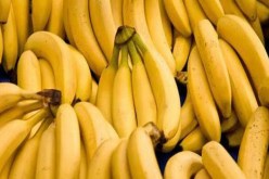 بالفيديو..8 مستوردين حصريين يحتكرون سوق الموز بالجزائر