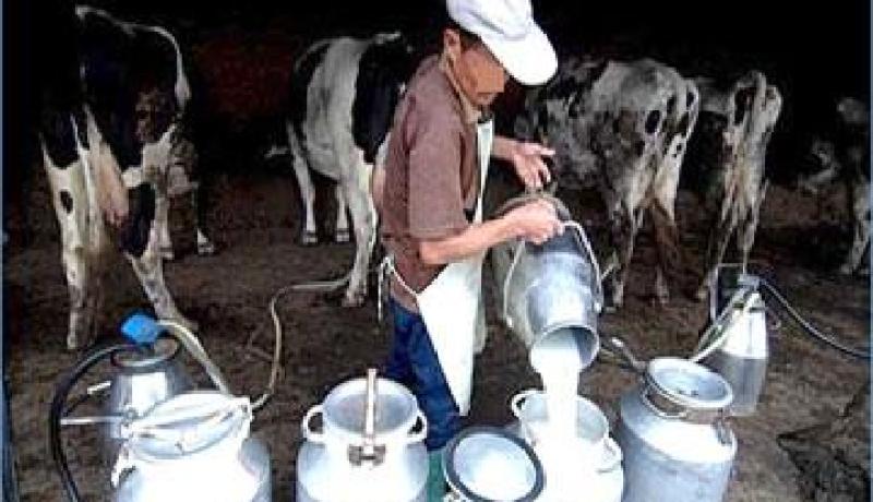 الحمى القلاعية لا تشكل خطرا على انتاج الحليب في الوقت الحالي