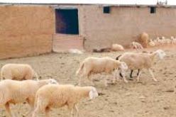 وزارة الفلاحة تنظم ورشتين إقليميتين بالجزائر العاصمة حول الموارد الوراثية و تربية المواشي في إفريقيا